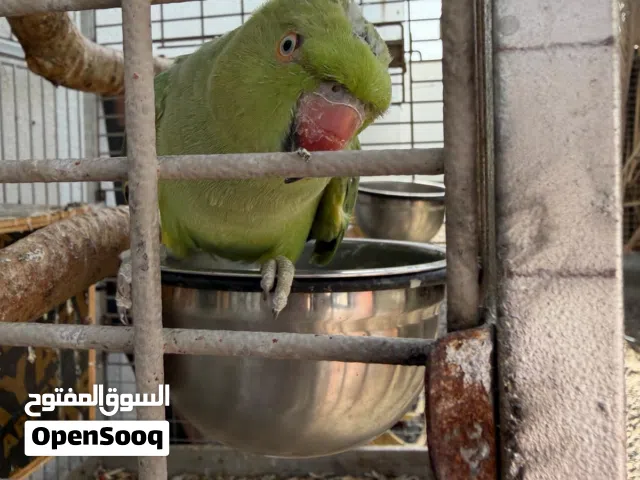 للبيع دره الاخظر انثى
