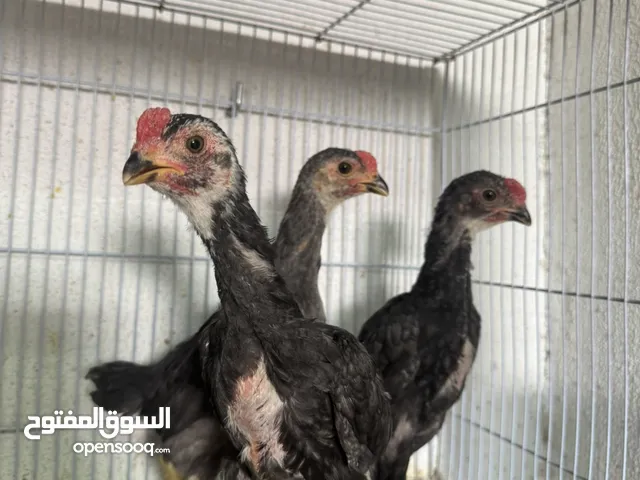 فروخ فايتر