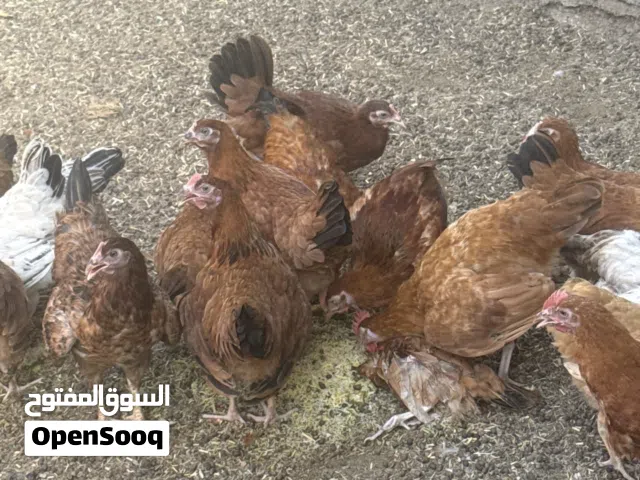 دياي فرنسي للبيع الكميه محدوده