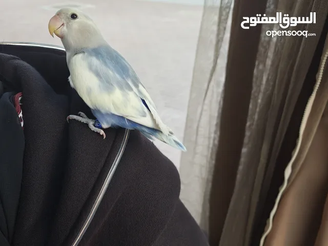 lovebird blue and white