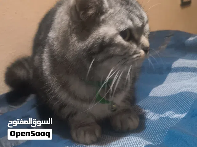 قطة شانشيلا