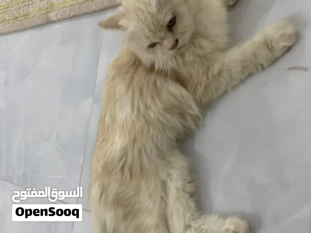 البيع قطه هادئه جداً (أليفه)