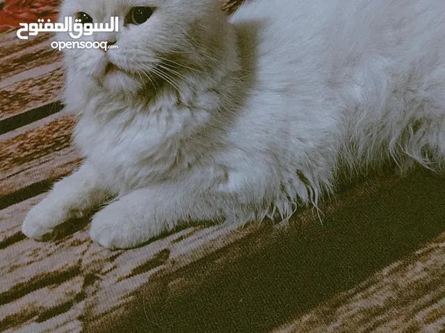 قطه سليمه التبني مجانا واحد يداريهه كون ويخاف الله القطه عمرها صغير