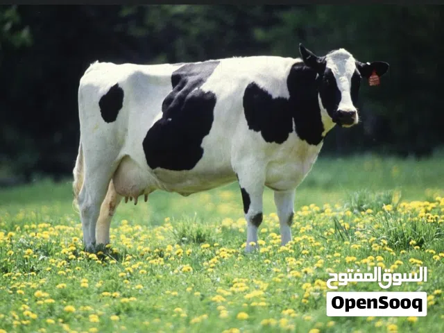ابقار  فريزيان هولشتاين للبيع من المالك مباشرة