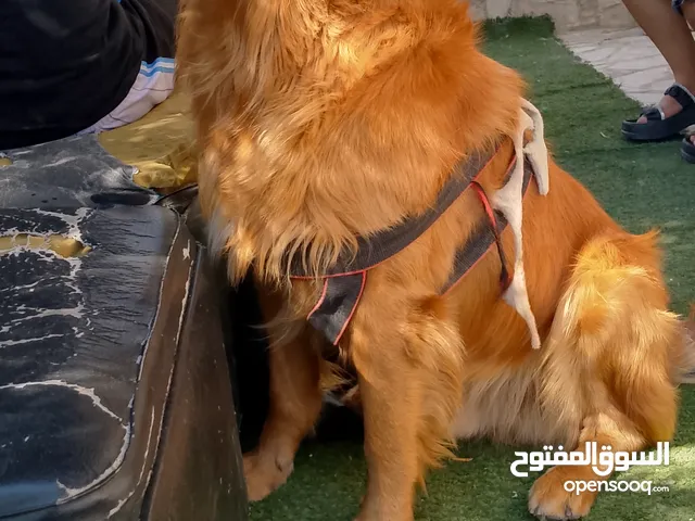 كلب قولدن ذكي جدا ولعوب نخب