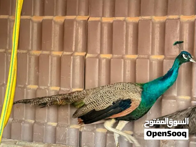طاوس للبيع ذكر