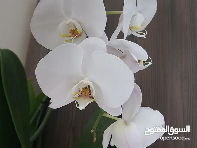 orchids plant