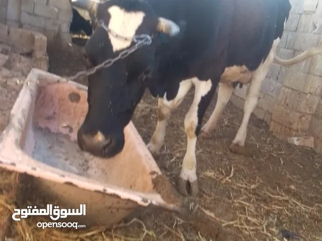 بسم الله تبارك الرحمن ما شاء الله