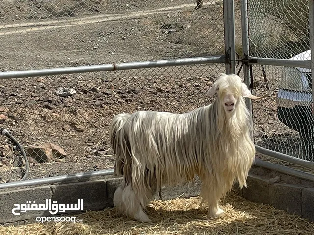 تيس رحبي هديد