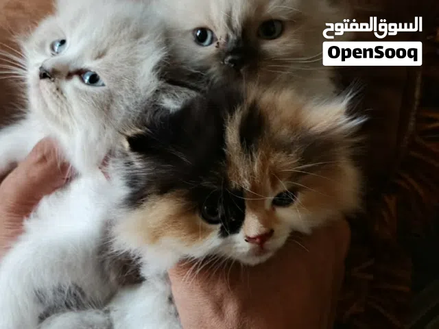 للبيع قطط هملايا × سكوتش فولد (Himalayan × Scottish Fold)