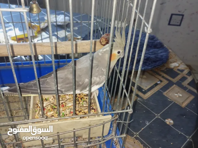 كوكتيل واحد ذكر من غير قفص عرض خاص فقط ب 20 دينار قابل للتفاوض بشي بسيط