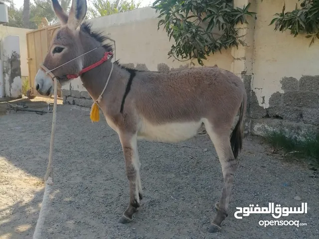 باغي ابادل ب حمار او حماره تكون كبيره اقراء الوصف