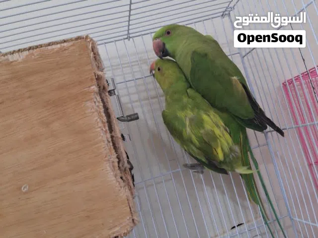 ببغاء دره،