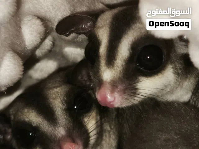 2 sugar gliders (female) 1.5 years old, trained for human interaction, healthy and active