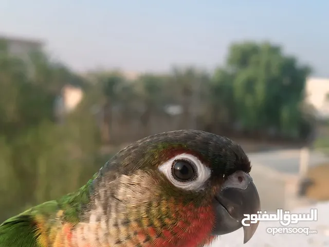 مدرب ببغاوات هدد داخلي و خارجي اقرا الوصف و بتعرف اكثر