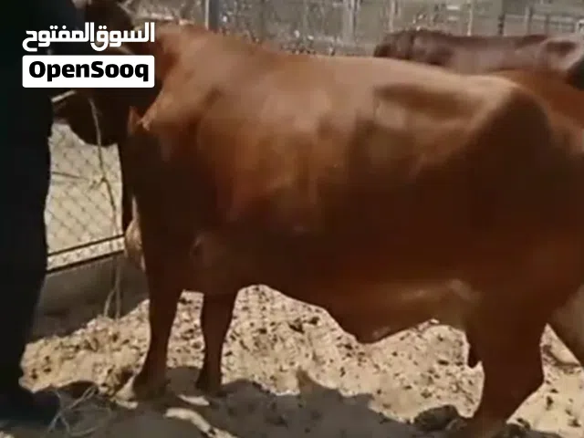 بقره باكستانيه بيور عشار قريب تولد