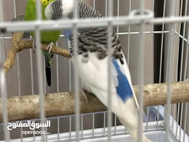 زوج بادجي التواصل عبر الواتس