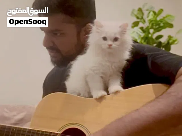 Pet/Cat Sitting At Home With Individual Care. Cageless