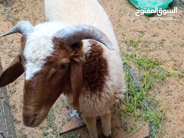 خروف للبيع مستعجل