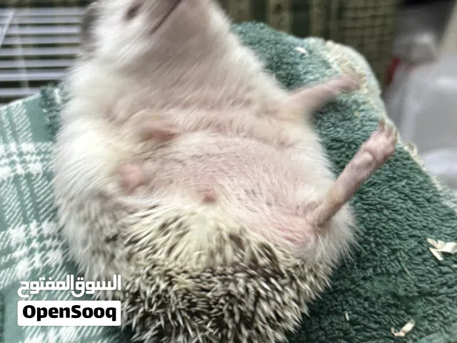 Trained hedgehog