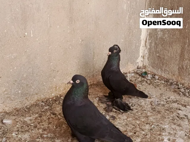 حمام للبيع