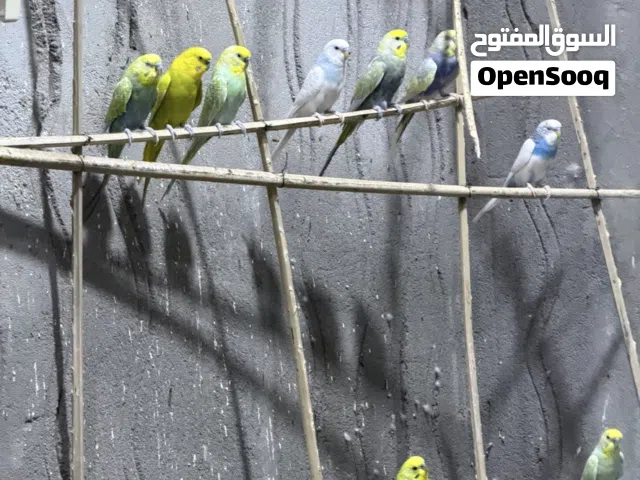 طيور حب 16 تك 12 فحل + 4 نثايه + مخاليف 2 هديه وياهم
