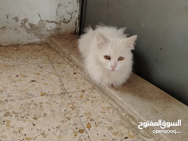قطه من نوع انغورا تركي للتبني
