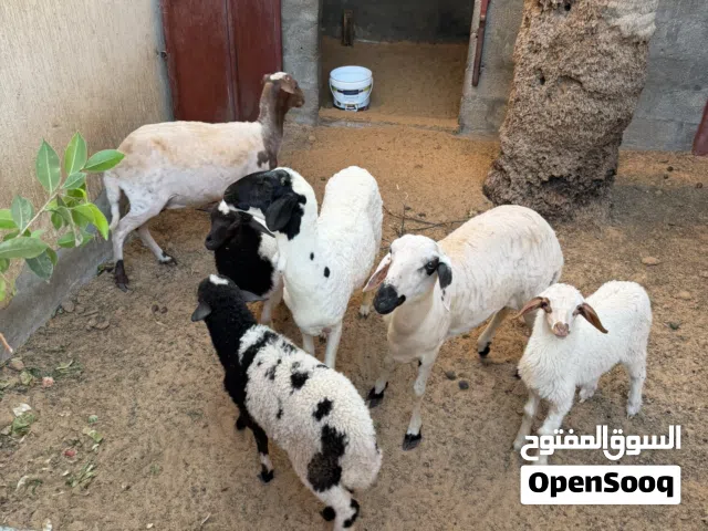 السلام عليكم