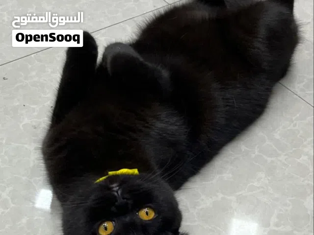 سكوتش فولد للبيع