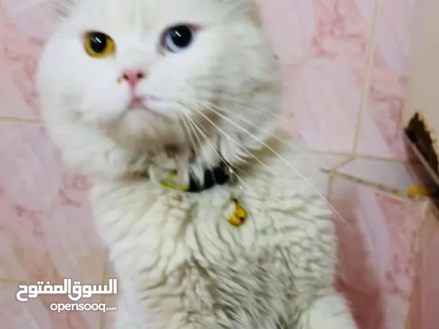 بسه شيرازي للبيع