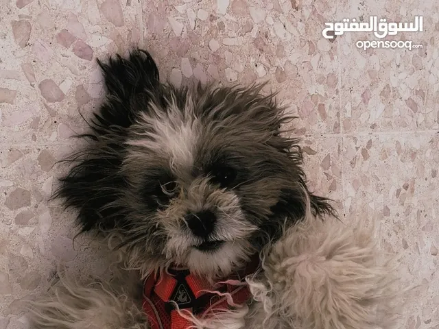 كلب تشيواوا