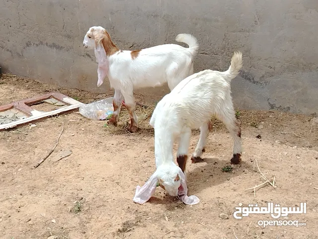 جد واعناق هجين ربي يبارك عز من يربي العمر شهرين ونص تقريبا المكان صبراتة يوجد توصيل سعر البيع مع