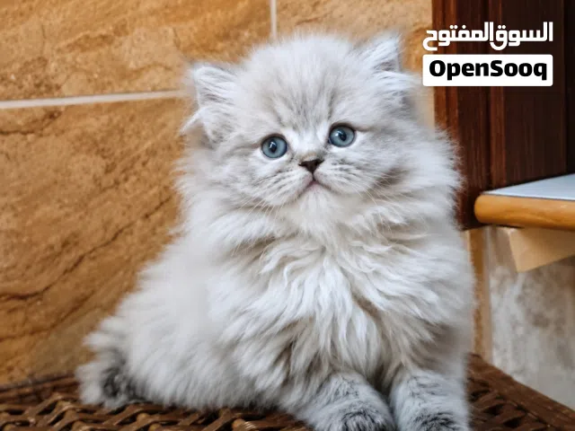 تبارك الرحمان شوفولي المستوى سكوتش ستريت لون نادر توب نضافه  بسعر مناسب جدا الله يبارك لصاحب النصيب.