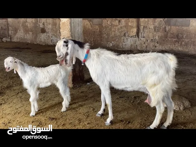 بسم الله ماشاءالله تبارك الرحمن عنزه شميه حره من الطيراز الاول عز ما بدك تقنا بيضه درعه فوق النخب