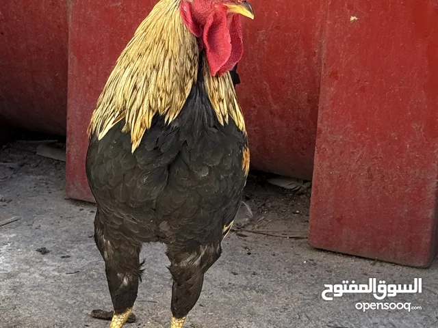 ديج شوكي عرف سياف صدر اسود شرط التلقيح العمر 11 شهر