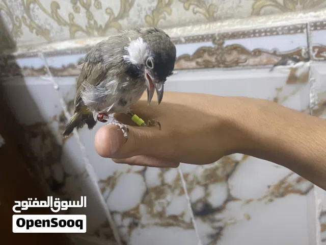 سلام عليكم بلبل نثيه فول تغريد طك جناح والله طيره كلش حلوه جاي تصبغ
