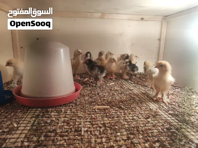 سلام عليكم يتوفر بي فضل الله كتكوت براهمة مخلط العدد 16طرف وفي تلاتة طروف ليموني واخدات جميع تحصينات