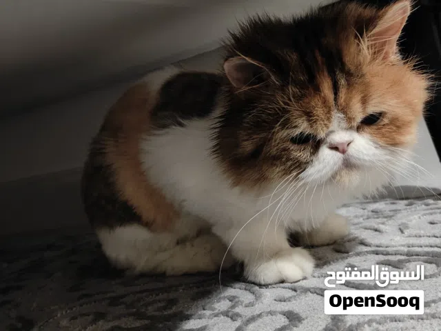 Punch Face Persian kitten