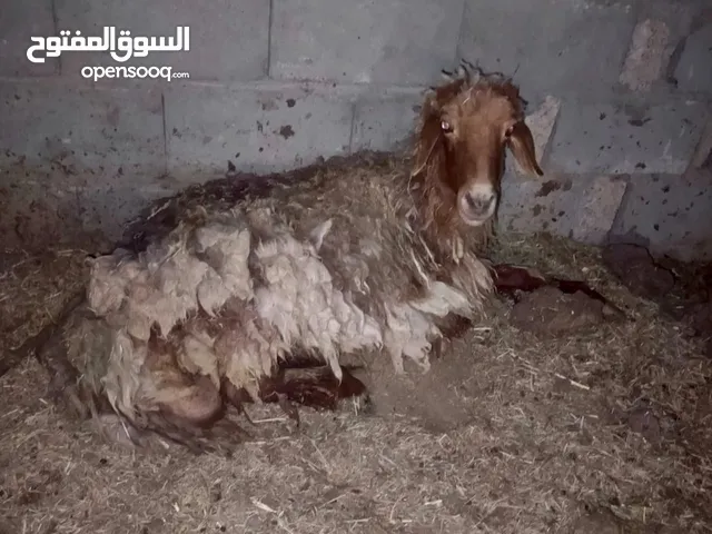 نعجه للبيع مكلف بالنشر مكلف بالنشر