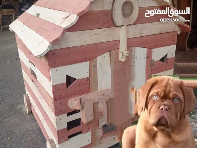 بيوت خشبية للكلاب فردية و مزدوجة من أجود أنواع أخشاب الأشجار الطبيعية التي تقاوم البكتيريا والبرودة