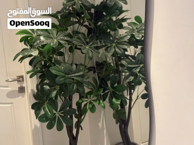 مرايه بها ليد