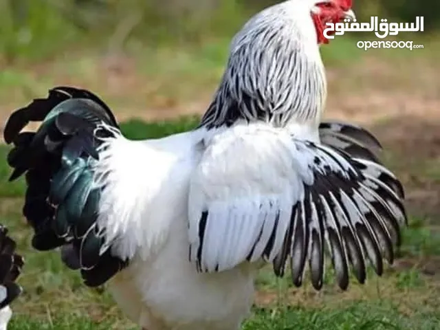 بيض دجاج ساكسو الانجليزي البياض البزرهالاصليه