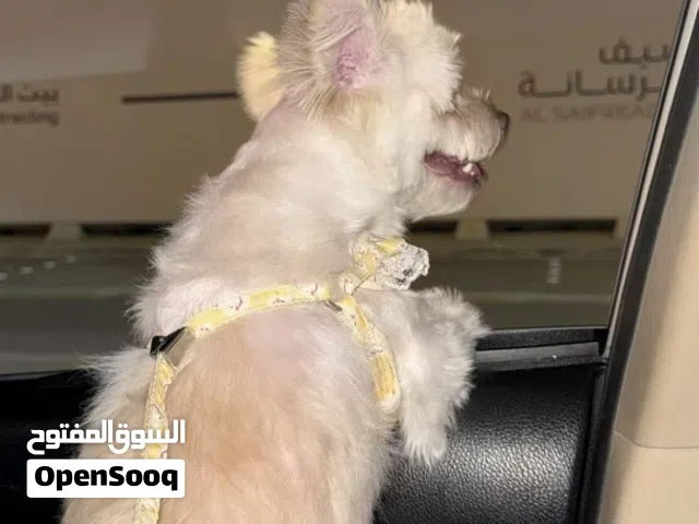 مالتيز بنت صغيره لعوبه وكيوت هجينه الاب شيواوا
