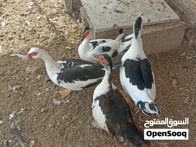 بط مصري للبيع