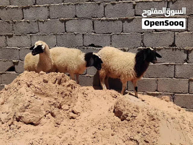 بسم الله توكلنا على الله 3 فطايم للبيع خاليات من العيوب سعر البيع 1100 دينار الفطيمة الواحدة