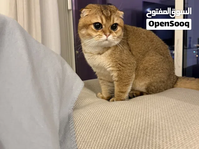 قطط للتبني