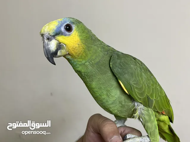 بسم الله ما شاء الله التفاصيل بالوصف