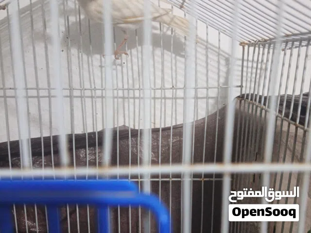 كنار أبيض مجنبر زي النار أبو فراخ 28 دينار