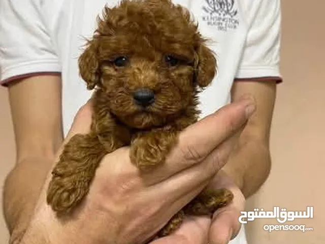 بودل بيور جرو