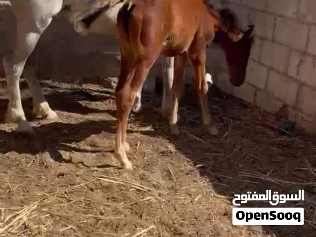 فرس ساغ سلم عاقله وراها مهره صلاة النبي عليه للبيع